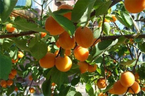 杏树扦插生根最快方法