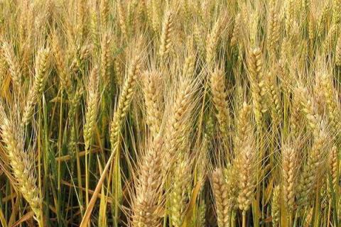 小麦种植最佳时间和方法及注意事项 小麦种植最佳时间和方法及注意事项是什么