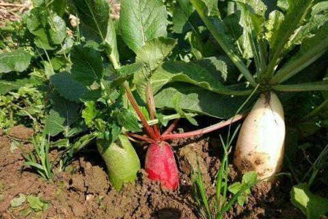 萝卜切一半埋在土里能生长吗 如何正确播种