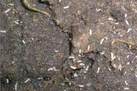 花盆里有密密麻麻小白虫怎么办 花盆里有密密麻麻小白虫怎么去除