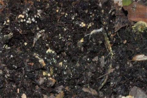 花盆里有密密麻麻小白虫怎么办 花盆里有密密麻麻小白虫怎么办图片