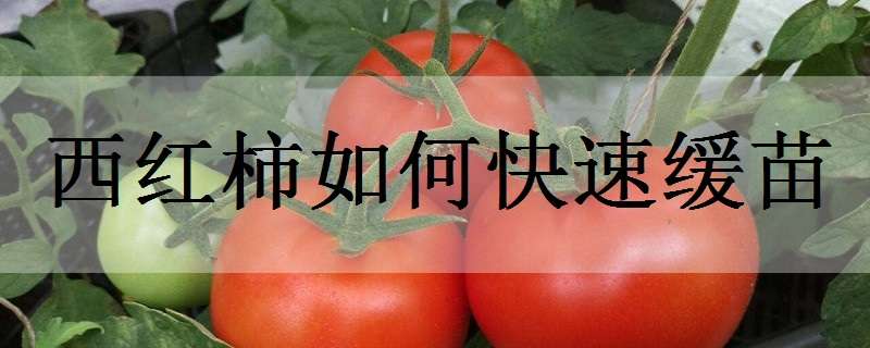 西红柿如何快速缓苗 西红柿如何快速缓苗壮苗