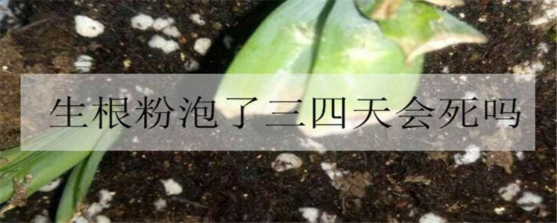 生根粉泡了三四天会死吗 生根粉泡24小时会死吗