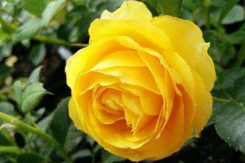 金丝雀月季的养殖方法（金丝雀月季的养殖方法和管理）