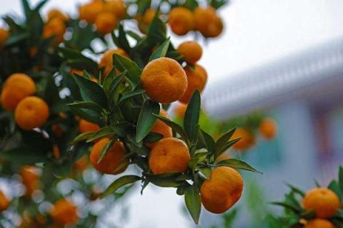橘子籽种几年可以结果 橘子籽种几年可以结果吗