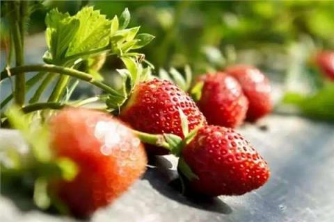 草莓结果时要留多少叶片 草莓结果时候留多少叶子