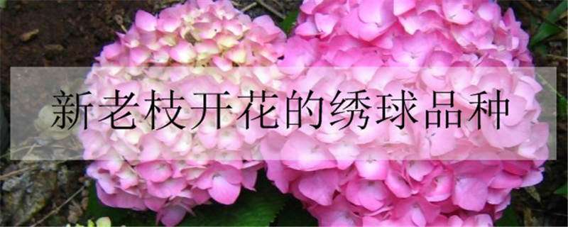 新老枝开花的绣球品种有哪些（新枝老枝开花的绣球品种）