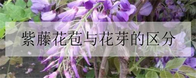 紫藤花苞与花芽的区分 紫藤花的花苞是什么样的
