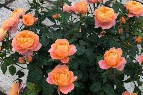 果汁阳台和金丝雀哪个好 果汁阳台和金丝雀哪个好看