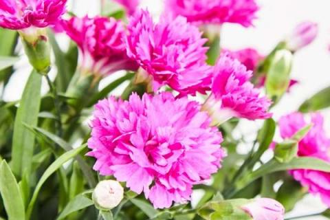 康乃馨枯萎了怎么挽救 康乃馨第二年还能活吗