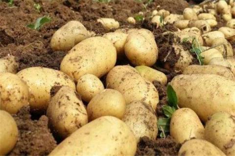土豆种植的步骤和方法 土豆种植方法步骤土豆