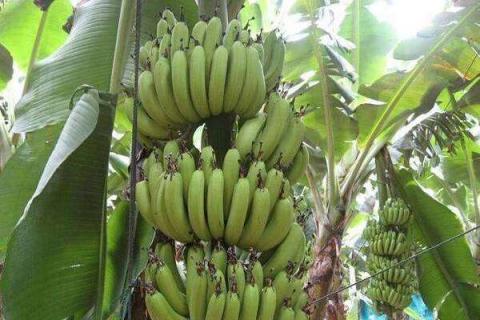 香蕉是碱性水果还是酸性水果 香蕉是碱性水果还是酸性水果还是蔬菜