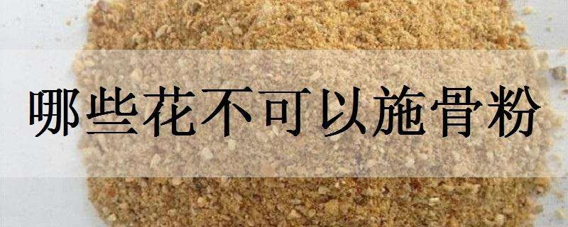 哪些花不可以施骨粉（什么花需要施骨粉）