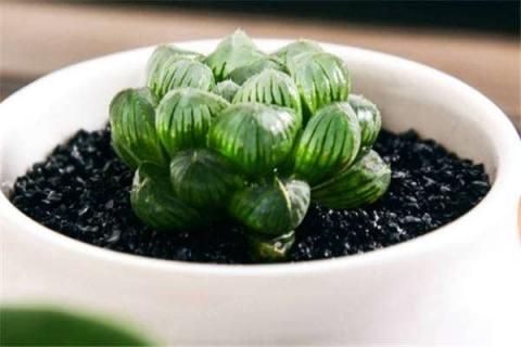 玉露长出侧芽后怎么办（玉露长侧芽了怎么办）