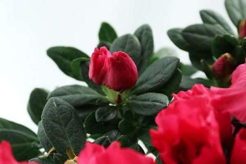 杜鹃花掉花苞是咋回事（杜鹃花掉花朵是什么原因）