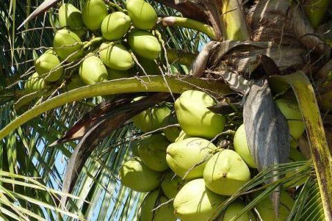 椰子是酸性还是碱性水果