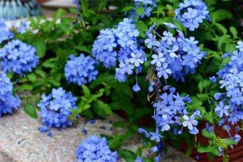 蓝雪花为什么不能地栽 蓝雪花一年开几次花