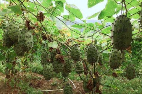 适合南方种植的名贵水果（适合南方种植的水果有哪些?）