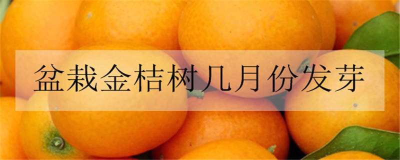 盆栽金桔树几月份发芽 盆栽金桔树几月份发芽最好