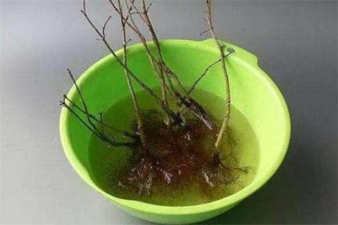 多菌灵和生根粉可以同时用吗 多菌灵和生根粉能一起用吗