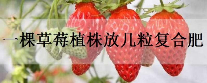 一棵草莓植株放几粒复合肥 一棵草莓植株放几粒复合肥施肥