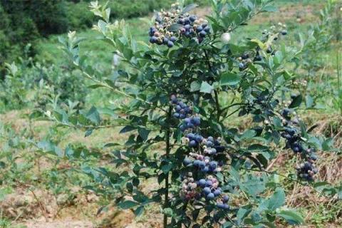 蓝莓树几年结果（蓝莓树几年结果一亩地收入多少钱）