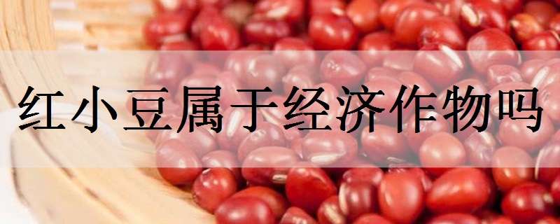 红小豆属于经济作物吗 红小豆属于什么作物