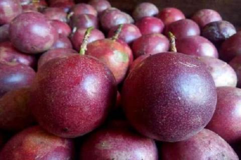 挖好的百香果可以冷藏多久（挖好的百香果可以冷藏多久喝）