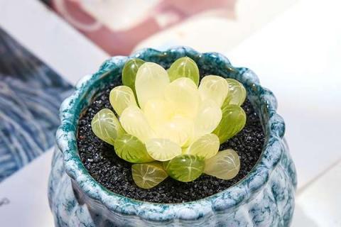 玉露中心长高了怎么办 玉露中间长高了怎么办