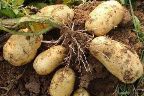 土豆的茎长好高可以剪掉吗