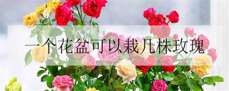 一个花盆可以栽几株玫瑰 一株玫瑰花要用多大的盆种好