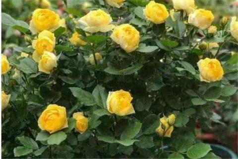 金丝雀月季可以地栽吗 金丝雀月季能地栽吗
