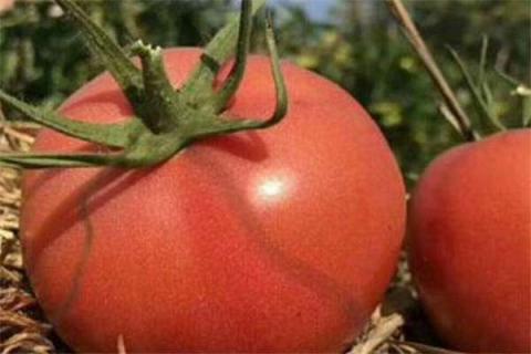 露天西红柿种植与管理
