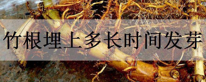 竹根埋上多长时间发芽 竹根深埋以后还能发芽吗