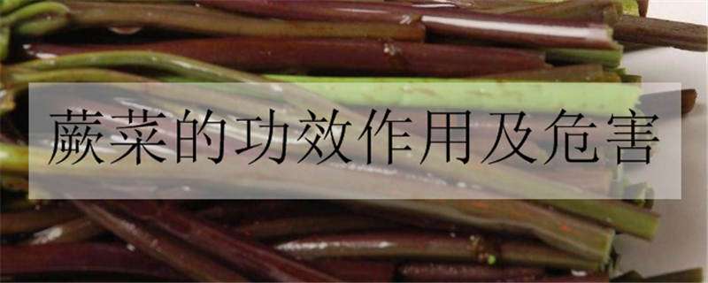 蕨菜的功效作用及危害（腌制蕨菜的功效作用及危害）