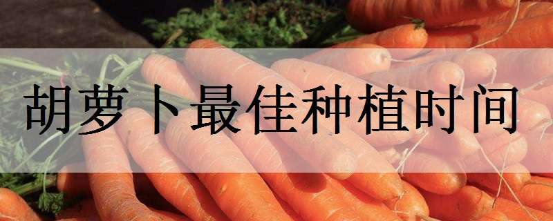 胡萝卜最佳种植时间