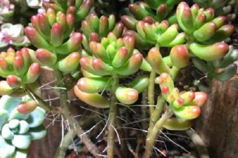 多肉刚服盆就长气根怎么办（多肉刚服盆就长气根怎么办呢）