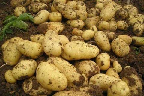 土豆种植要不要剪枝 养护技巧有哪些