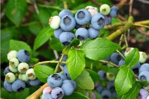 北方蓝莓能不能露天种植 北方适合蓝莓种植吗