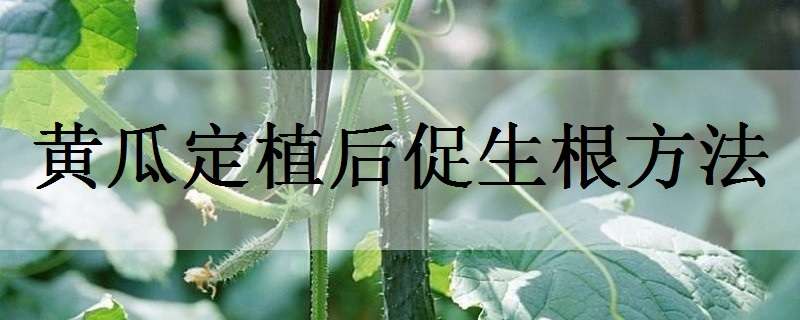 黄瓜定植后促生根方法