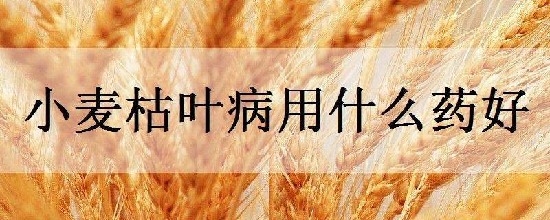 小麦叶枯病用什么药好 小麦叶枯病用什么药最好