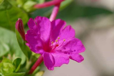 紫茉莉几点开花 花期如何养护