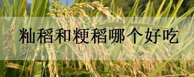 籼稻和粳稻哪个好吃 水稻和粳米哪个好吃