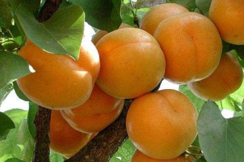 杏树的病虫害和防治方法有哪些 杏树的病虫害和防治方法有哪些图片