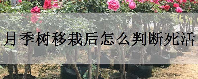 月季树移栽后怎么判断死活（月季树移栽后多长时间知道活了）