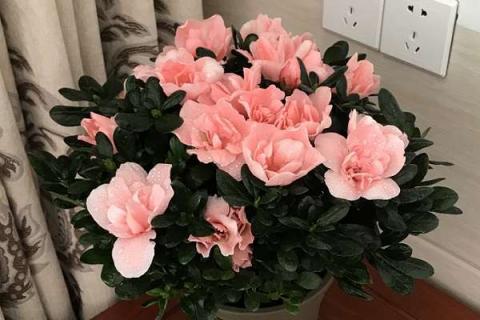 杜鹃不长新叶怎么办（杜鹃不长叶子怎么办）