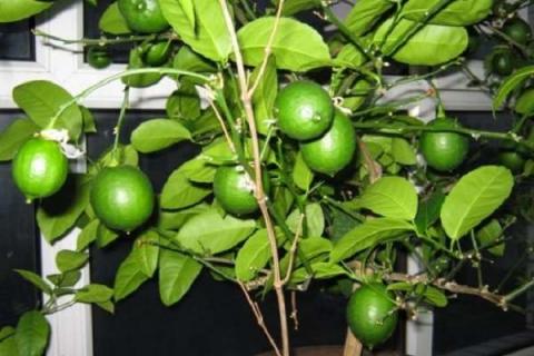 北方盆栽柠檬的养殖方法（北方怎样养好盆栽柠檬）