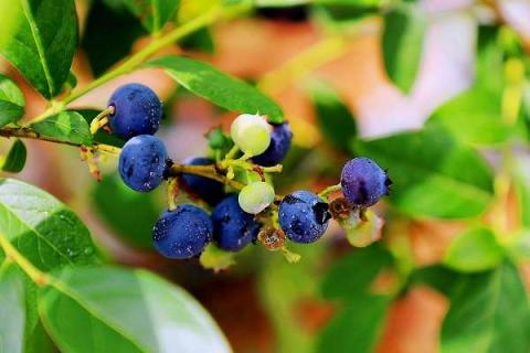 蓝莓种子直接种土里会发芽吗