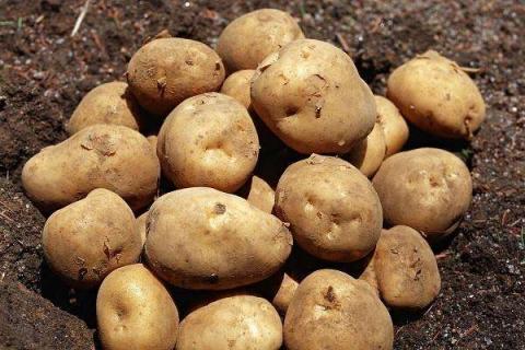 土豆种植要不要剪枝 养护技巧有哪些