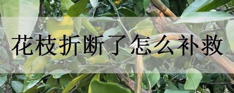 花枝折断了怎么补救 花枝折断了怎么补救视频